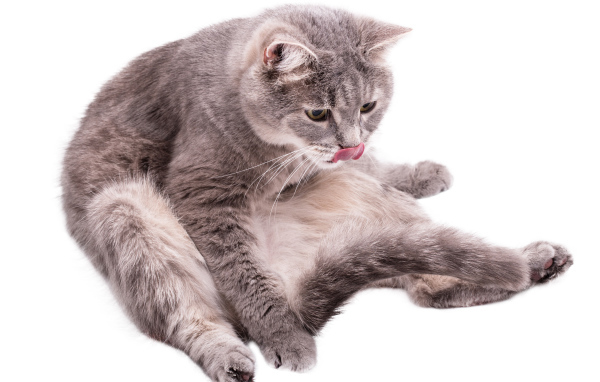 Серый породистый на белом фоне