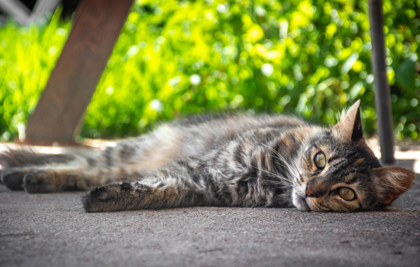 Серый она кот лежит на земле 