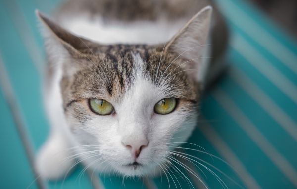 Серый с белым кот морда крупным планом