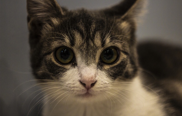 Домашний серый с белым котенок крупным планом