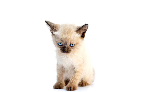 Маленький голубоглазый сиамский котенок на белом фоне