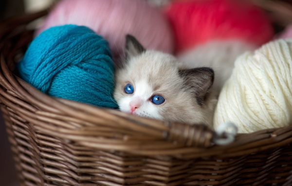 Маленький голубоглазый котенок в корзине с пряжей 