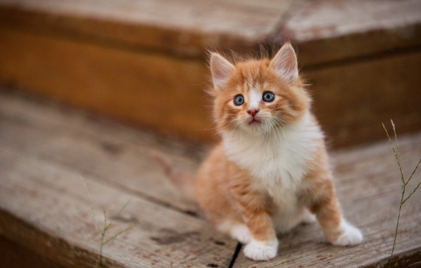Маленький милый пушистый рыжий голубоглазый котенок