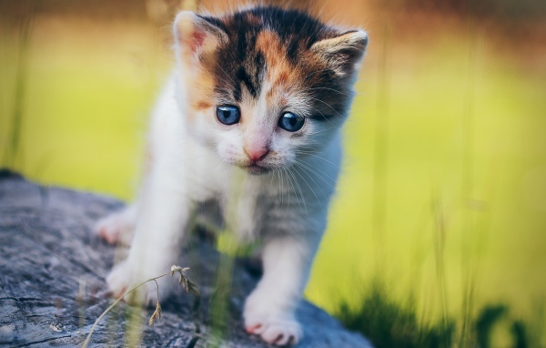 Маленький милый трехцветный котенок на пне