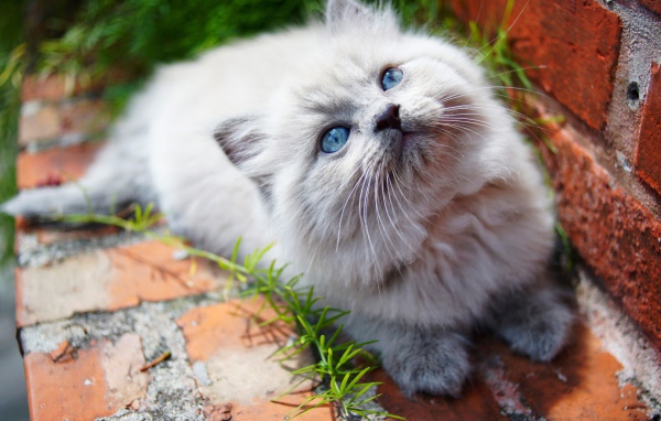 Little fluffy kitten with blue eyes