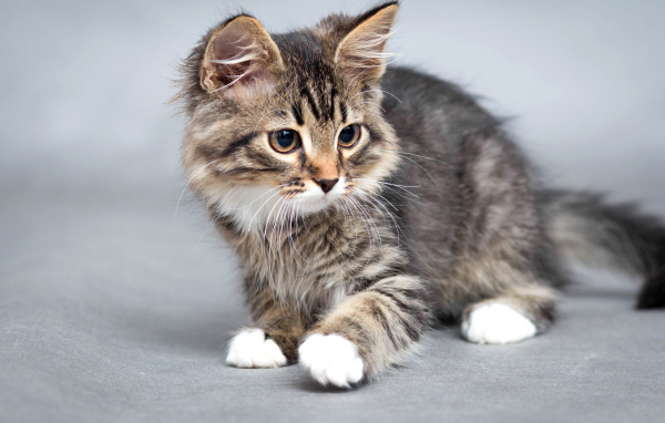 Маленький забавный серый котенок 