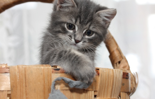 Маленький серый котенок играет в корзине