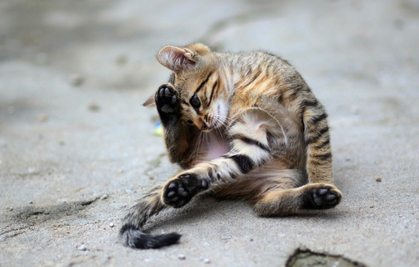 Маленький серый котенок играет на асфальте