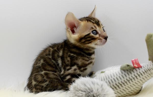 Маленький серый котенок играет с игрушкой 