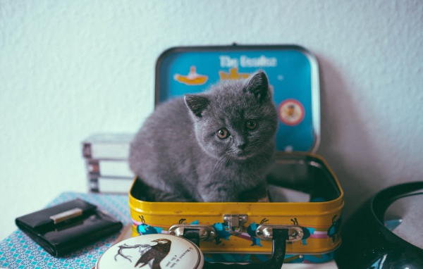 Маленький серый котенок сидит в чемодане