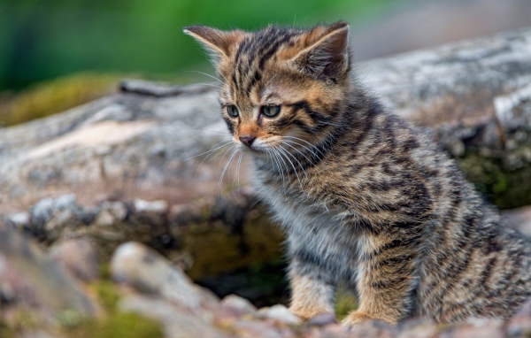 Маленький серый котенок сидит на сухом дереве