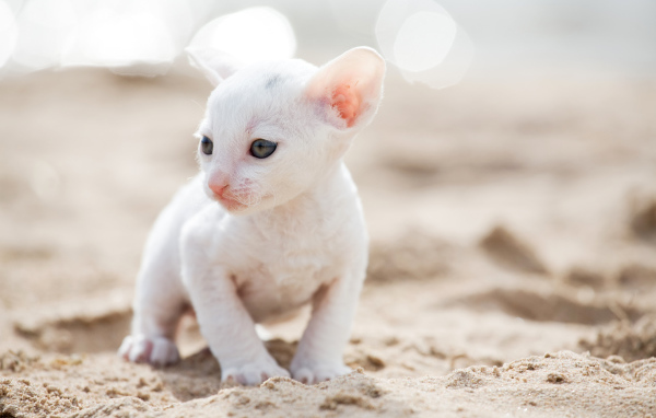 Маленький белый котенок Корниш-рекс на песке