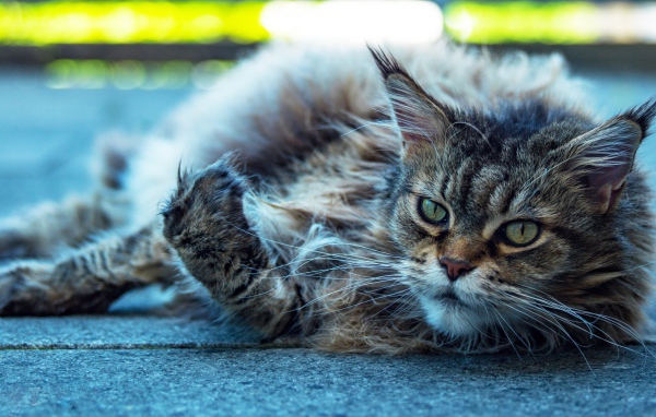 Старый серый кот породы мейн кун 