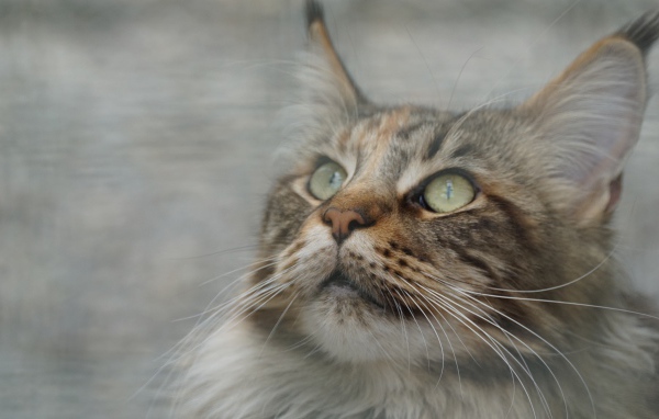 Морда красивого серого кота породы мейн кун