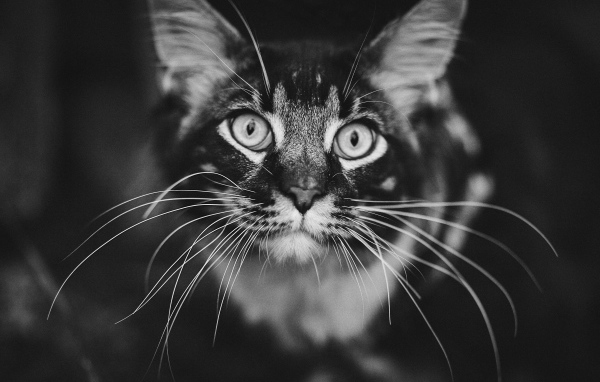 Морда серого кота породы мейн кун крупным планом