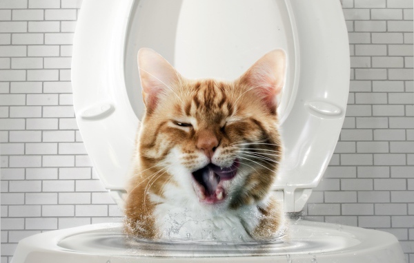 Морда рыжего кота выглядывает с унитаза