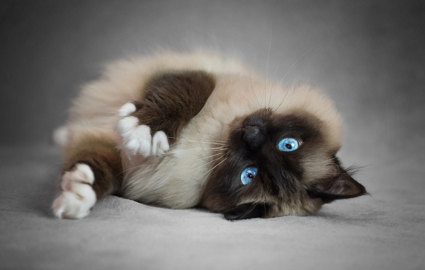 Породистый пушистый голубоглазый сиамский кот
