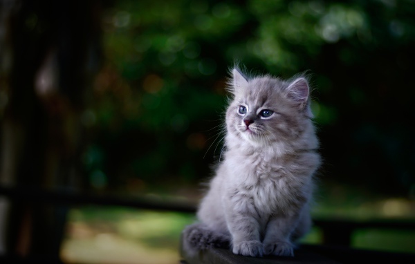 Породистый серый котенок сидит на лавке 