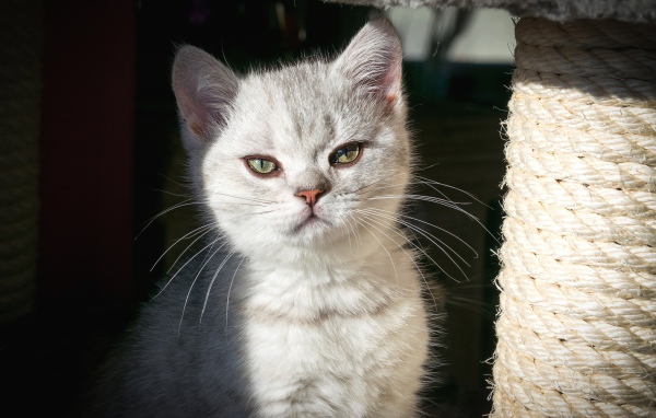 Породистый серый котенок сидит у когтеточки