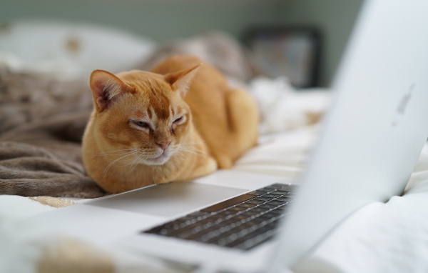 Породистый рыжий кот сидит у ноутбука 