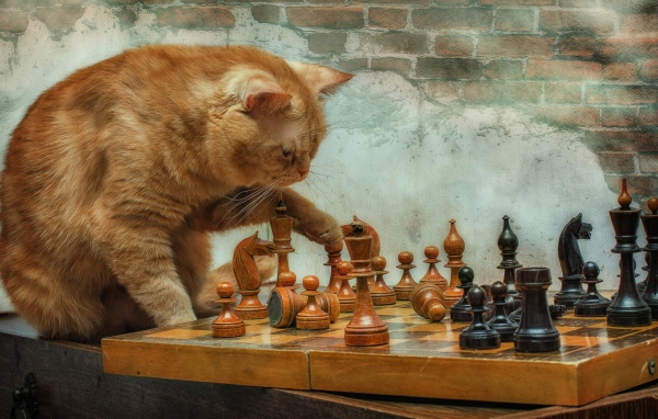Рыжий кот играет с деревянными шахматами у стены