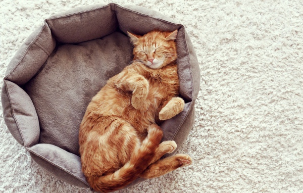 Рыжий кот спит в кровати 