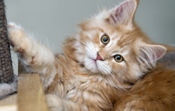 Рыжий пушистый котенок мейн кун