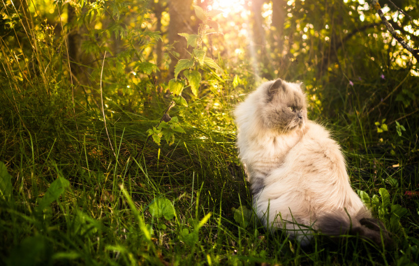 Serious cat basks in the sun in the grass