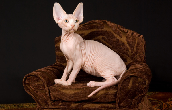 Кот породы Сфинкс сидит в кресле на черном фоне