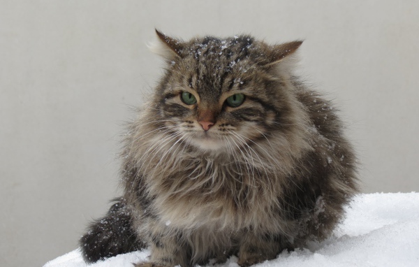 Грозный серый кот сидит на снегу
