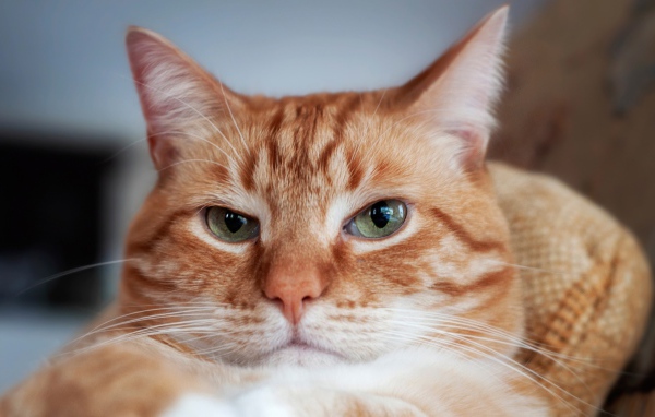 Морда красивого рыжего кота с зелеными глазами