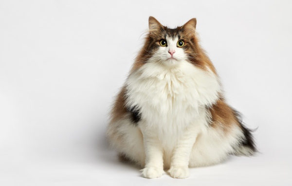 Толстый пушистый породистый кот на белом фоне