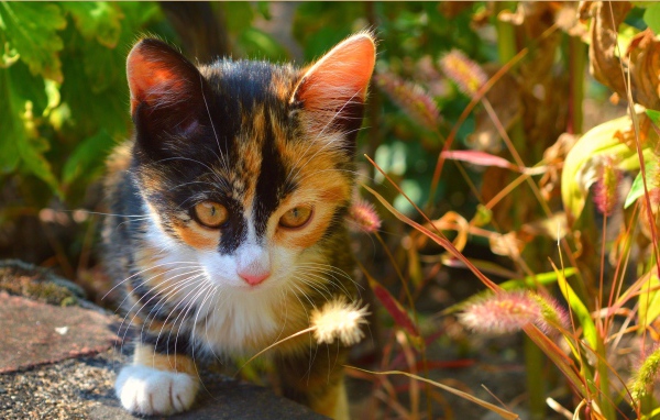 Трехцветный котенок сидит в траве