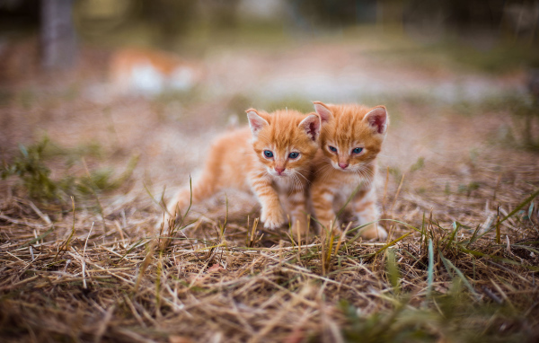 Два милых голубоглазых котенка на траве