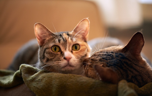 Две серых кошки лежат на кровати 