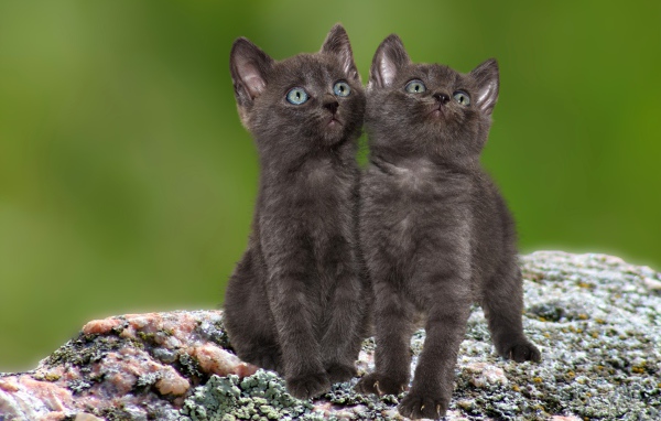 Два маленьких серых котенка сидят на камне