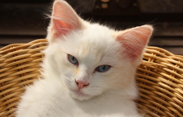 White blue-eyed kitten lies in a wicker basket