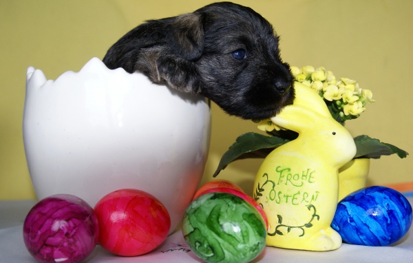Маленький черный щенок сидит в белой вазе на столе с крашеными яйцами
