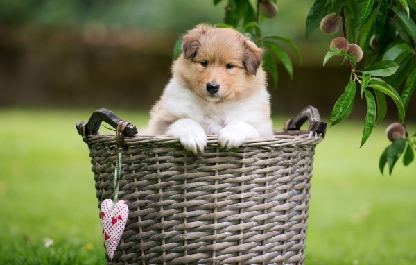 Маленький щенок шелти сидит в плетеной корзине