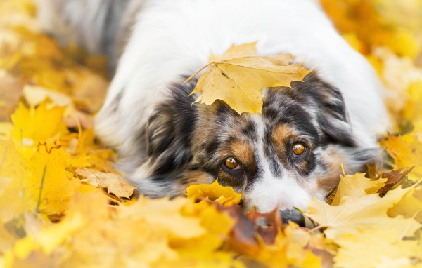 Австралийская Овчарка лежит в желтой листве
