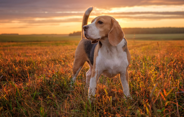 Собака породы бигль стоит на поле на закате