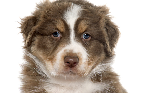 Красивый щенок австралийской овчарки на белом фоне