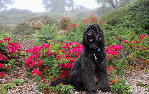 Большая Испанская водяная собака сидит у красных цветов