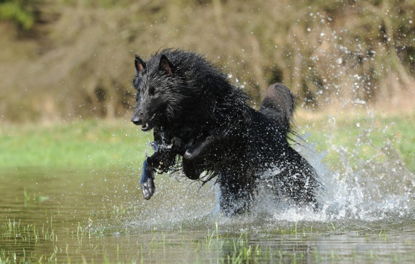 Черная Бельгийская овчарка бежит по воде