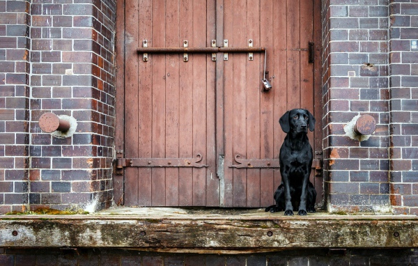 Black Labrador is sitting at the door