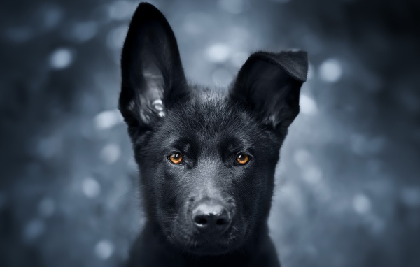 Черный щенок овчарки с опущенным ухом 