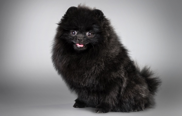 Черный пушистый шпиц на сером фоне