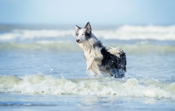 Собака породы бордер колли бежит по воде