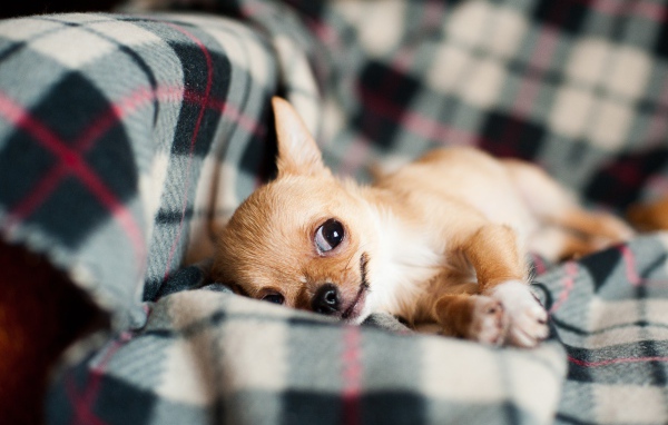 Собака породы чихуахуа лежит на диване