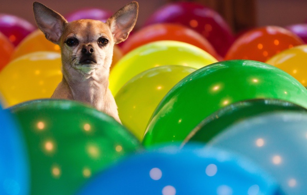 Чихуахуа сидит в воздушных шариках 